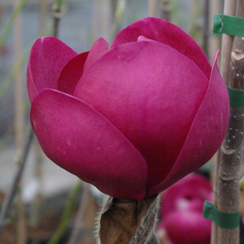 Magnolia (x) 'Black Tulip' ®  (stam/tige)