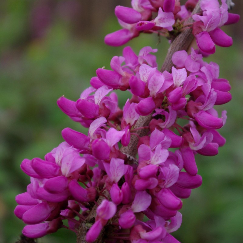 Cercis chinensis 'Avondale' D&V Plant Production