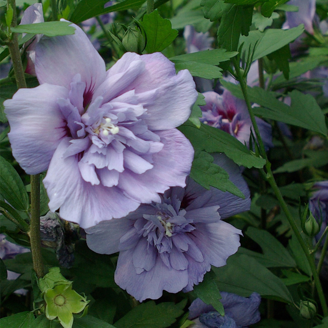 Plantenwinkel.nl Hibiscus syriacus Oliseau Blue op stam