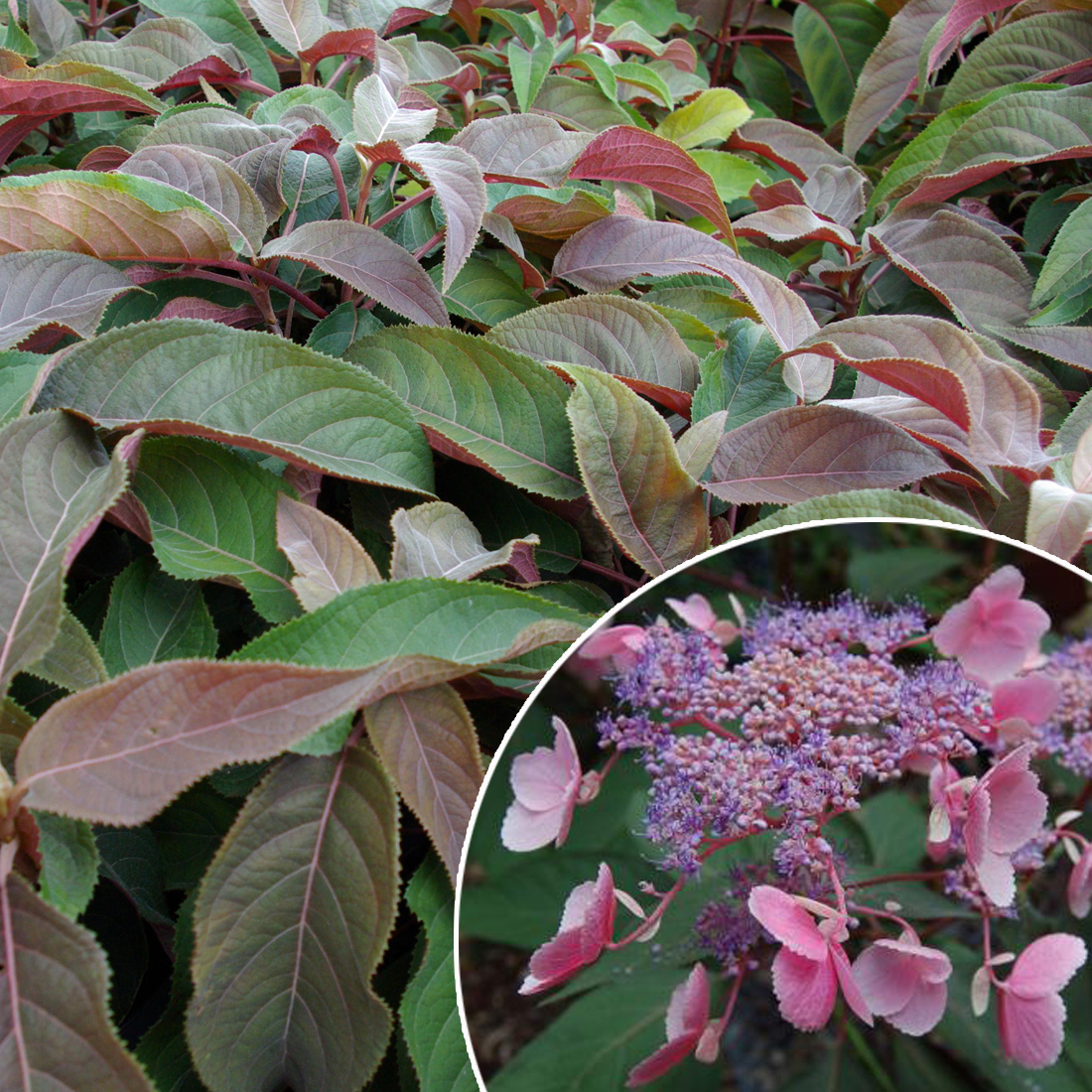 Hydrangea aspera 'Hot Chocolate' ® D&V Plant Production