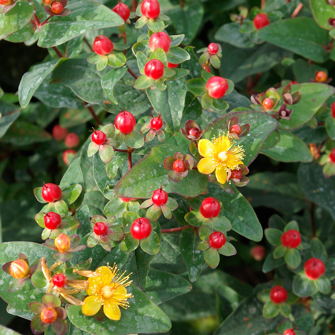 Hypericum x inodorum MAGICAL® Red Fame | D&V Plant Production