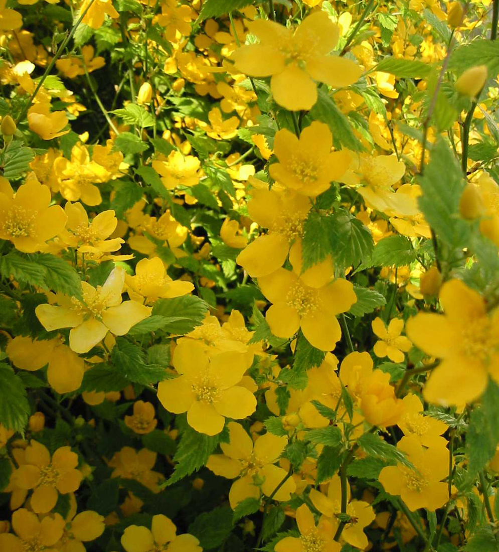 Kerria japonica 'Golden Guinea' | D&V Plant Production