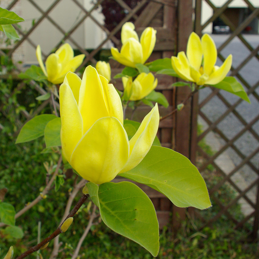 Magnolia (x) 'Yellow Bird' D&V Plant Production