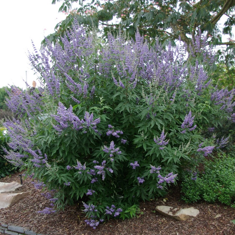 Vitex agnus-castus latifolia | D&V Plant Production