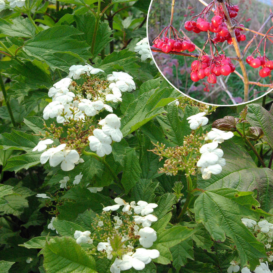 Viburnum opulus D&V Plant Production