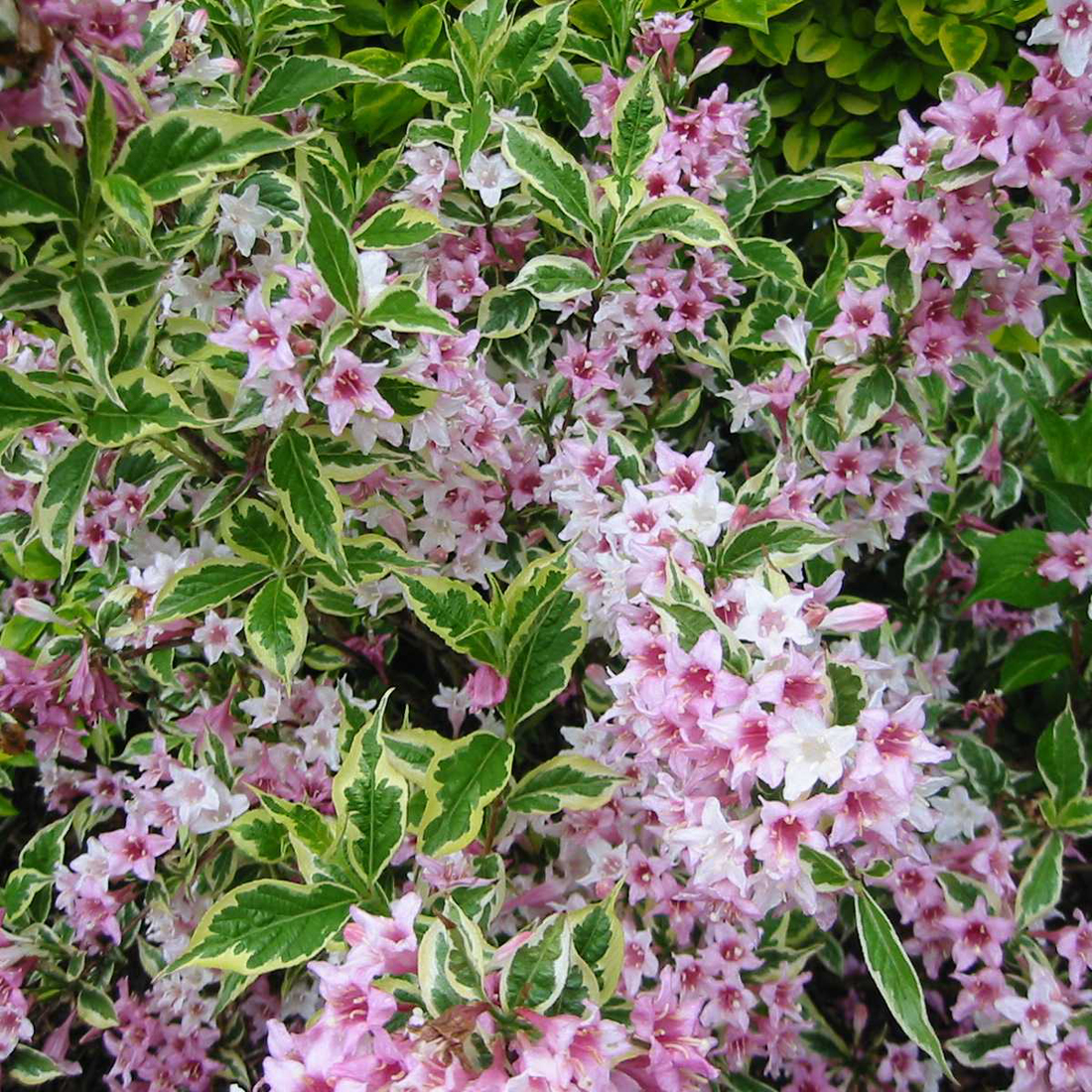 Weigela florida 'Variegata' D&V Plant Production