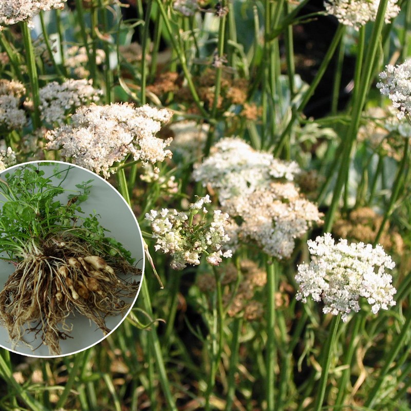 Carum bulbocastanum | D&amp;V Plant Production