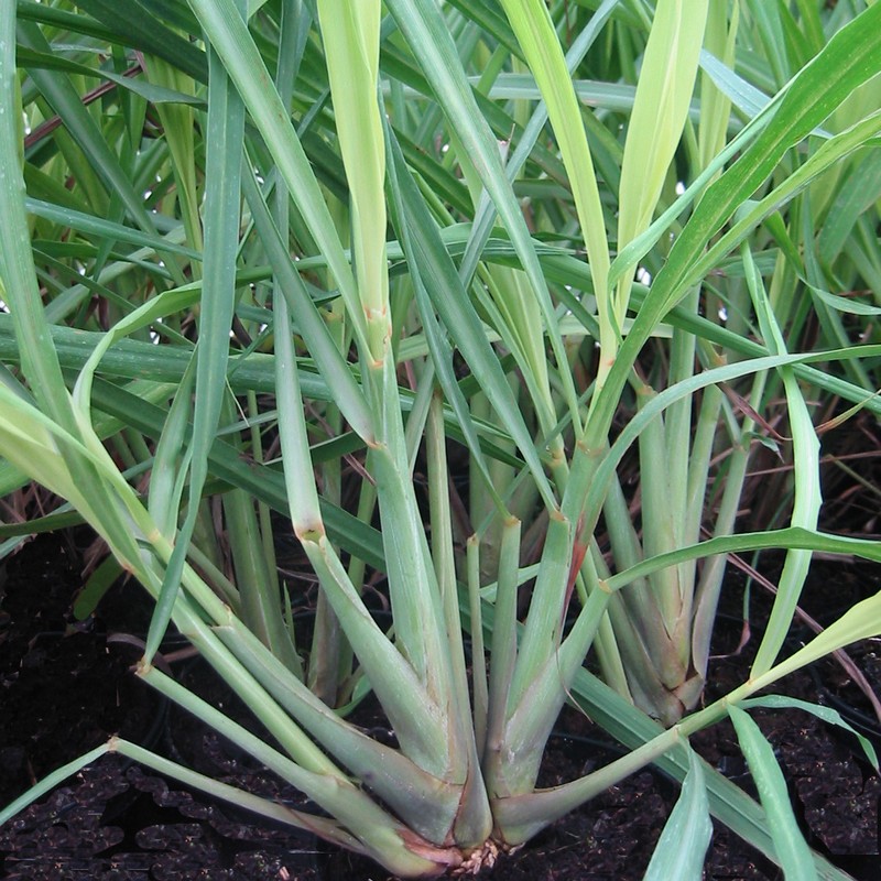 Cymbopogon citratus D&V Plant Production