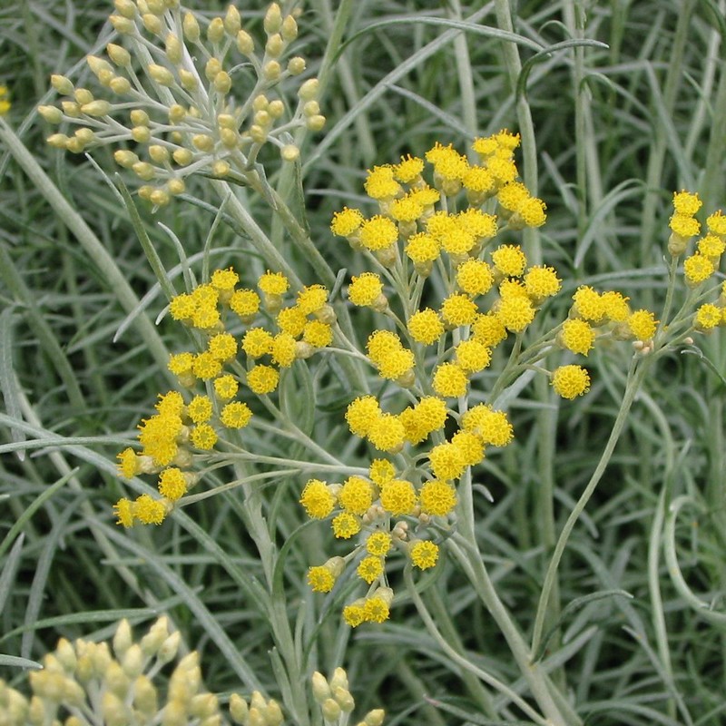 Helichrysum Italicum Plant