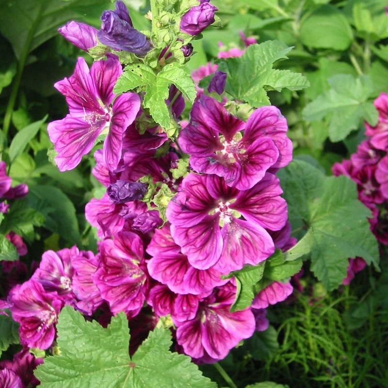 Malva sylvestris | D&V Plant Production