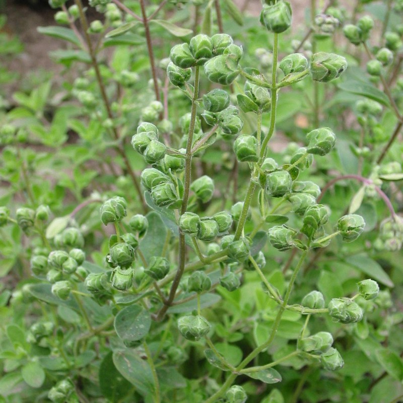 Mgc24 Lot De 3 Plants De Romarin à Suspendre Véritables Herbes Fraîches