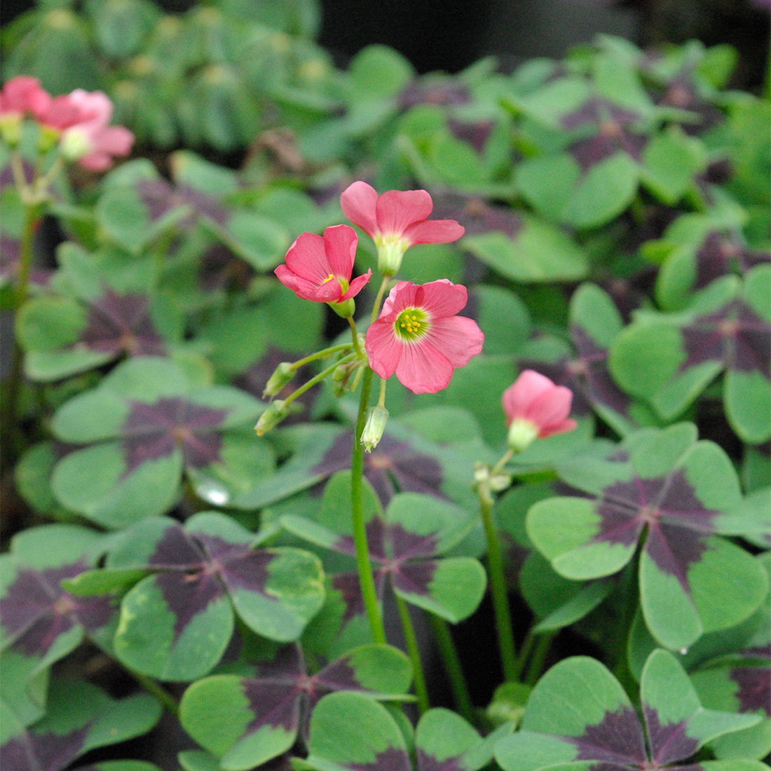 Oxalis tretraphylla 'Iron Cross' D&V Plant Production