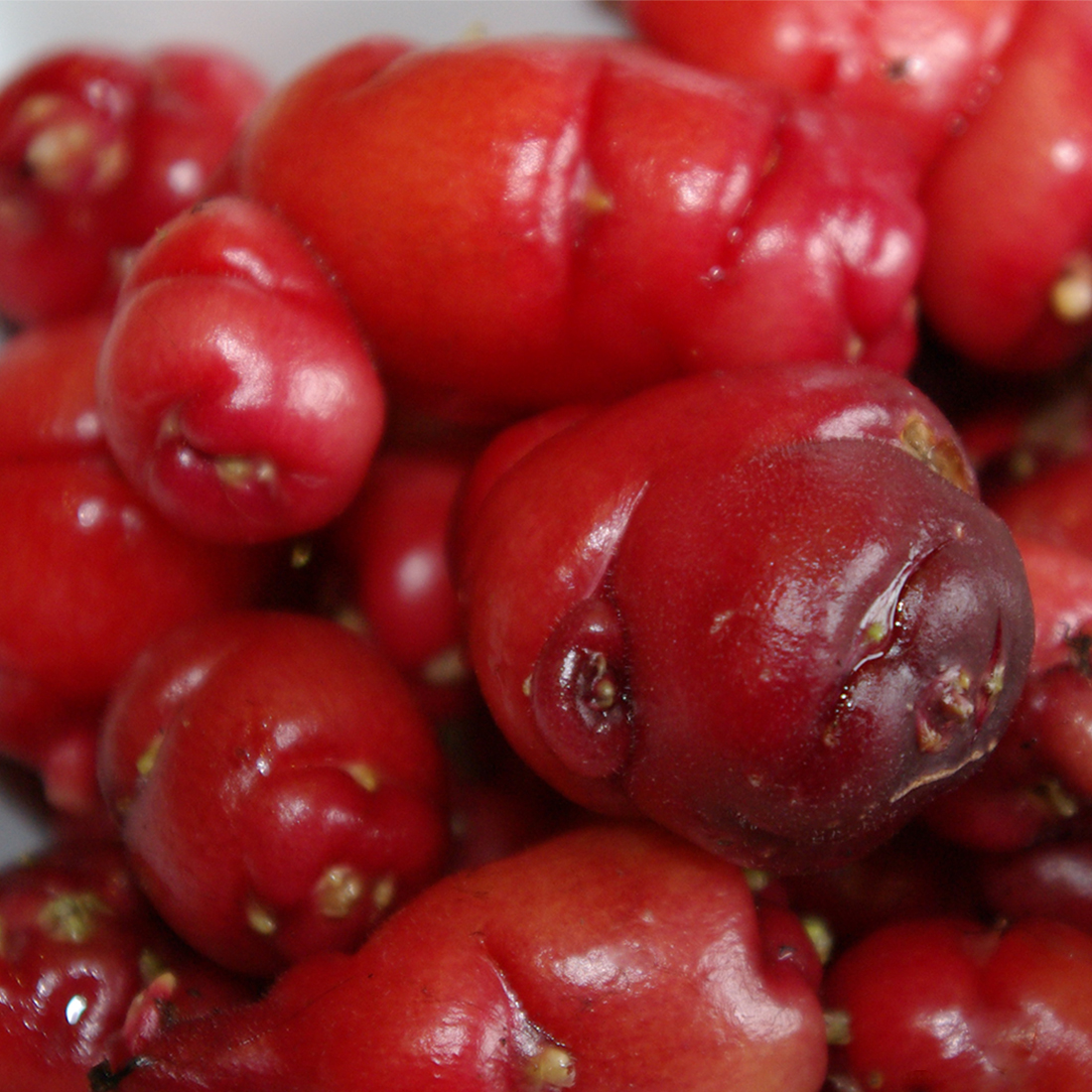 Oxalis tuberosa ‘Mexican Red’ | D&V Plant Production