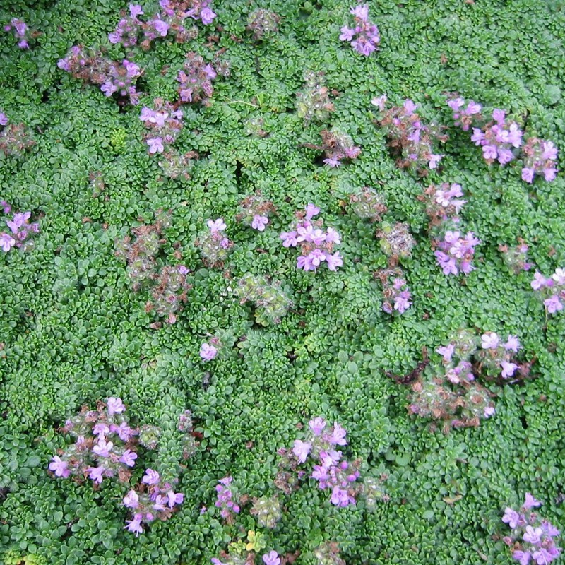 Thymus praecox 'Minor' D&V Plant Production