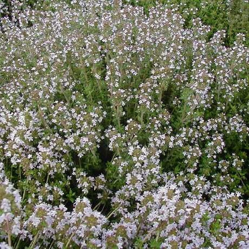 Thymus vulgaris D&V Plant Production