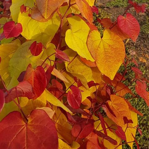 Cercis canadensis 'Eternal Flame' ®