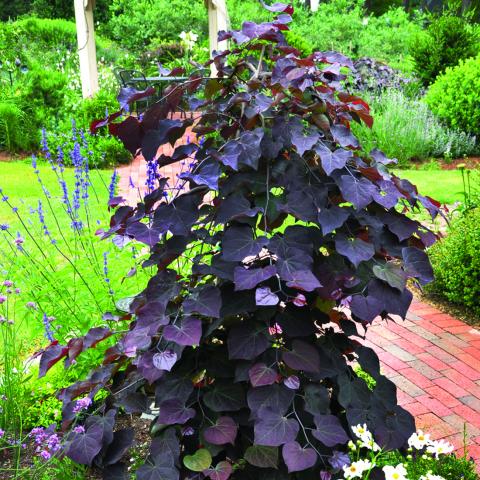 Cercis canadensis 'Ruby Falls' ®