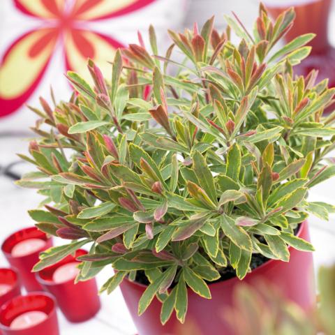 Euphorbia amygdaloides 'Ascot Rainbow' ®