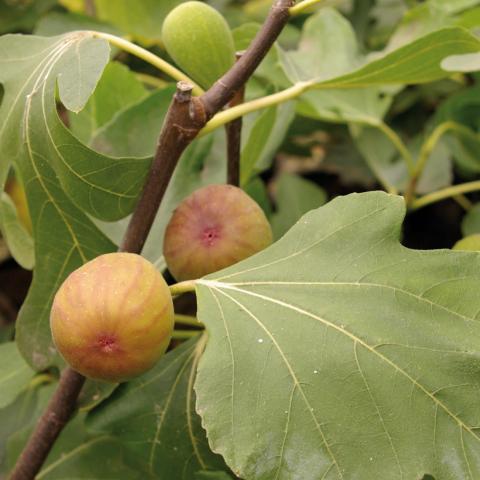 Ficus carica 'Goutte d'or'