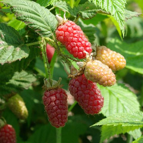 Rubus 'Tayberry'