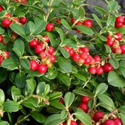 Vaccinium vitis-idaea 'Red Pearl'