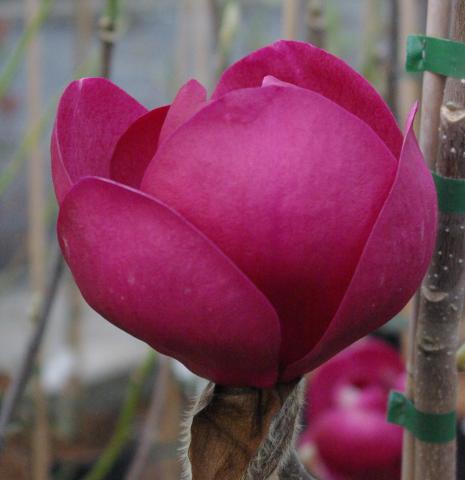 Magnolia (x) 'Black Tulip' ®