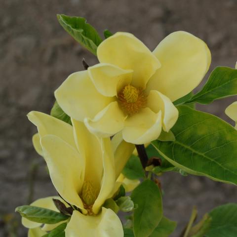 Magnolia (x) 'Daphne'  (stam/tige)