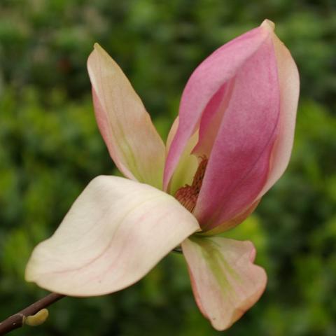 Magnolia (x) 'Daybreak'