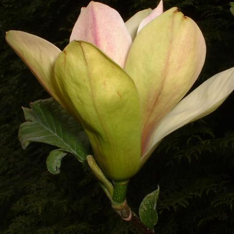 Magnolia (x) 'Sunsation'  (stam/tige)