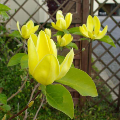 Magnolia (x) 'Yellow Bird'  (stam/tige)