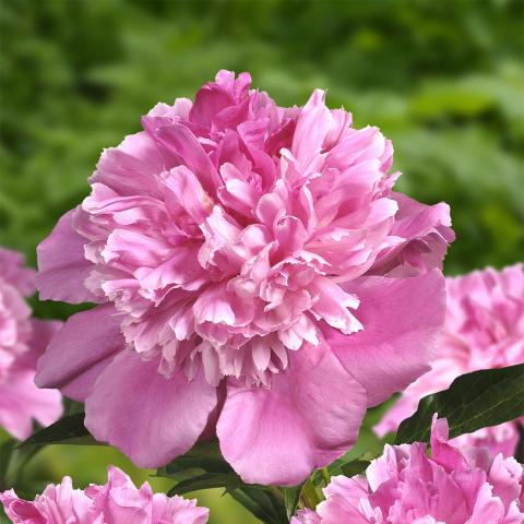 Paeonia lact. 'Bouquet Perfect'