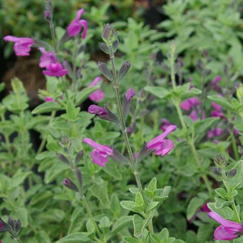 Salvia gr. ARCTIC BLAZE ® Purple 'Novasalpur'