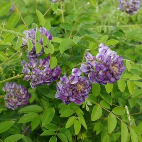 Wisteria floribunda 'Longwood Purple'