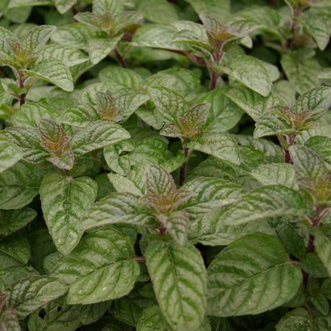 Mentha 'Berries and Cream'