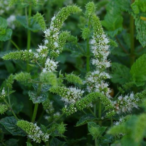 Mentha spic. 'Walters' Best'