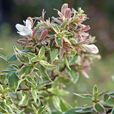 Abelia grandiflora SPARKLING SILVER®