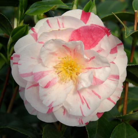 Camellia japonica 'Princesse Clotilde'