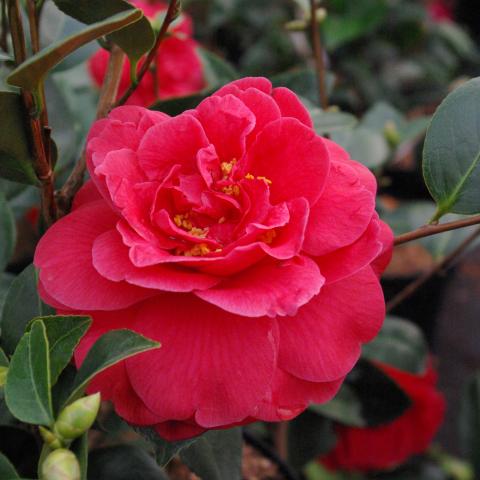 Camellia japonica 'Coquetti'