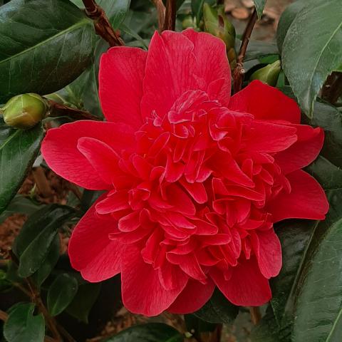 Camellia japonica 'Mark Alan'