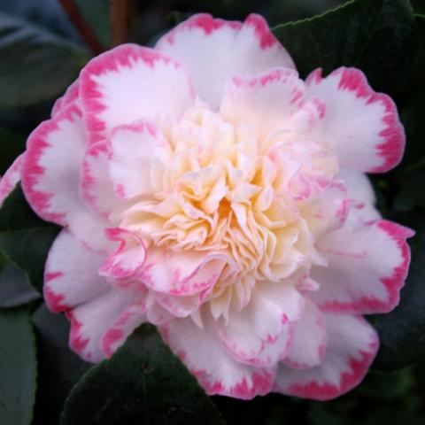 Camellia japonica 'Margaret Davis'