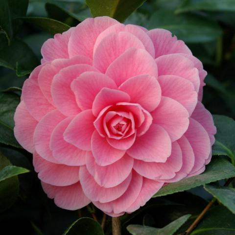 Camellia japonica 'Mrs Tingley'