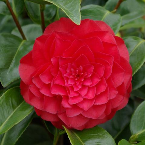 Camellia japonica 'Roger Hall'