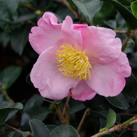 Camellia sasanqua 'Rose de Segur'