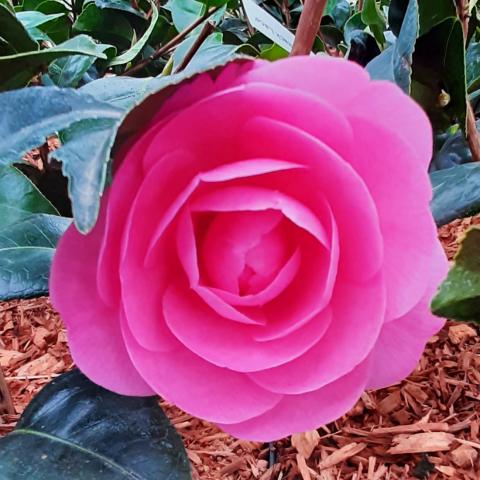 Camellia (x) williamsii 'E.G. Waterhouse'