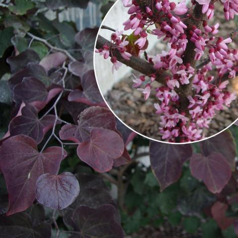 Cercis canadensis 'Forest Pansy'