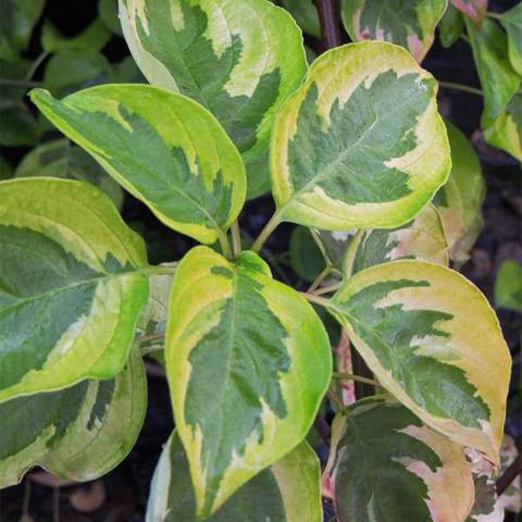 Cornus alternifolia 'Golden Shadow'