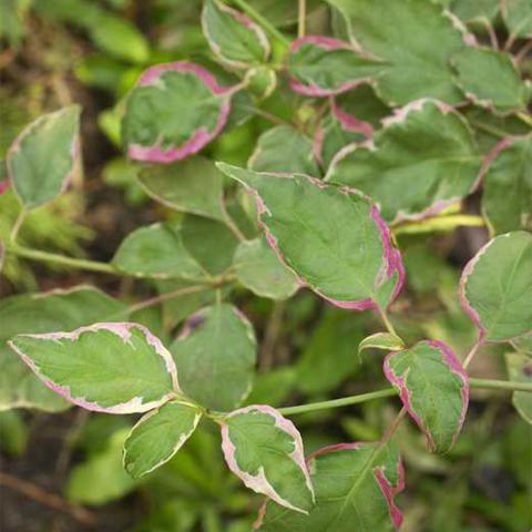Cornus alternifolia 'Pinky spot'®