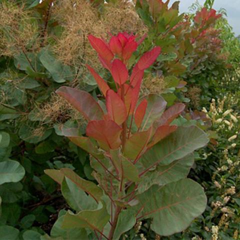Cotinus coggygria 'Old Fashioned'