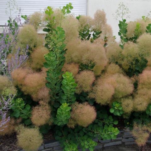 Cotinus coggygria 'Young Lady'®