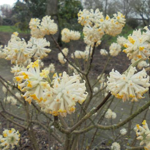 Edgeworthia chrysantha